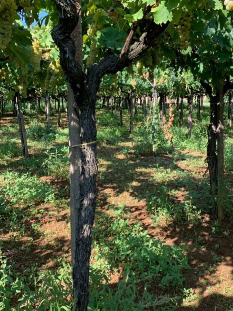 slider__0003_IMG_5583