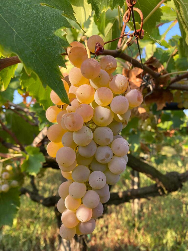 slider__0004_IMG_8712