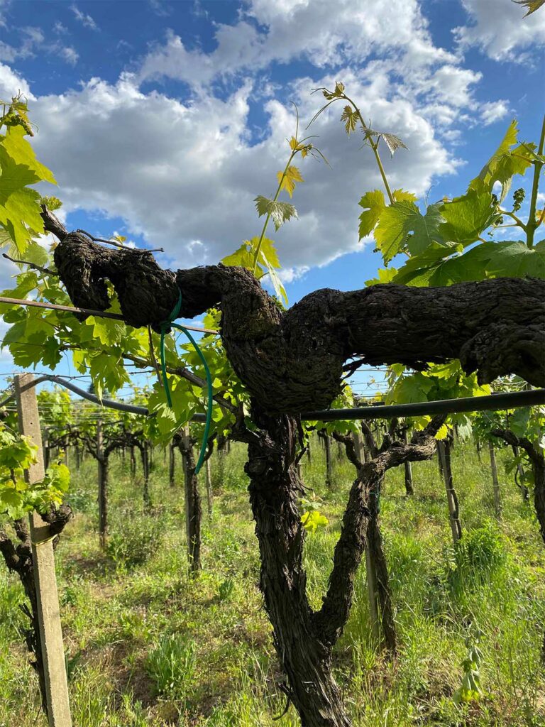 slider__0007_IMG_7186