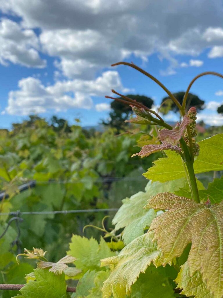 slider__0008_IMG_7183